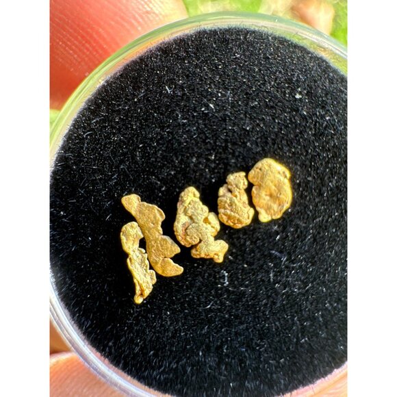 California Gold Nuggets in Display Case - 0.23 grams - Picture 5 of 6
